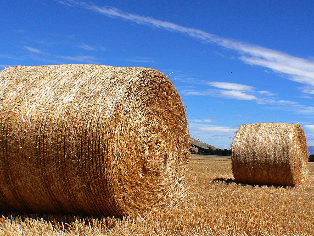 Rollos de pasto enrollados en el lote, después de la cosecha.